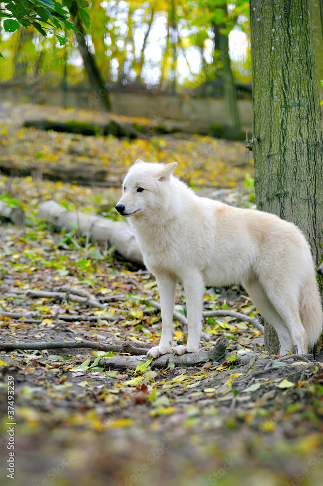 Naklejka premium White wolf