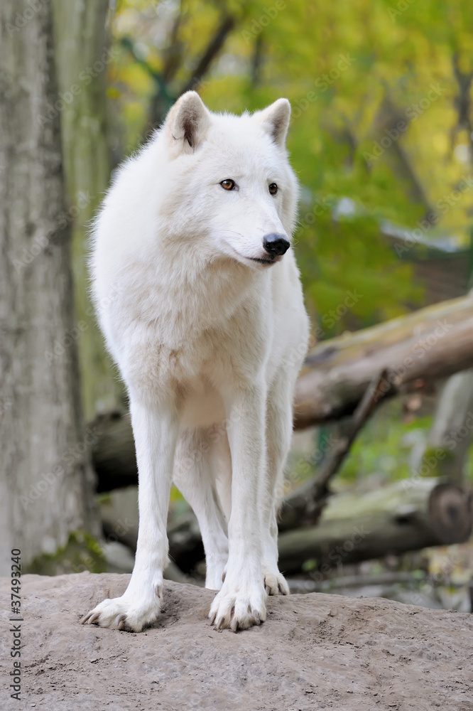 White wolf in forest