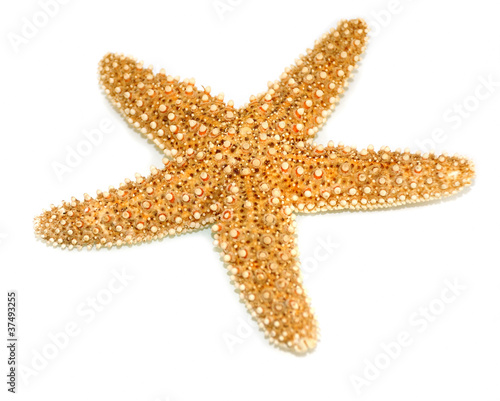 Sea star isolated on white