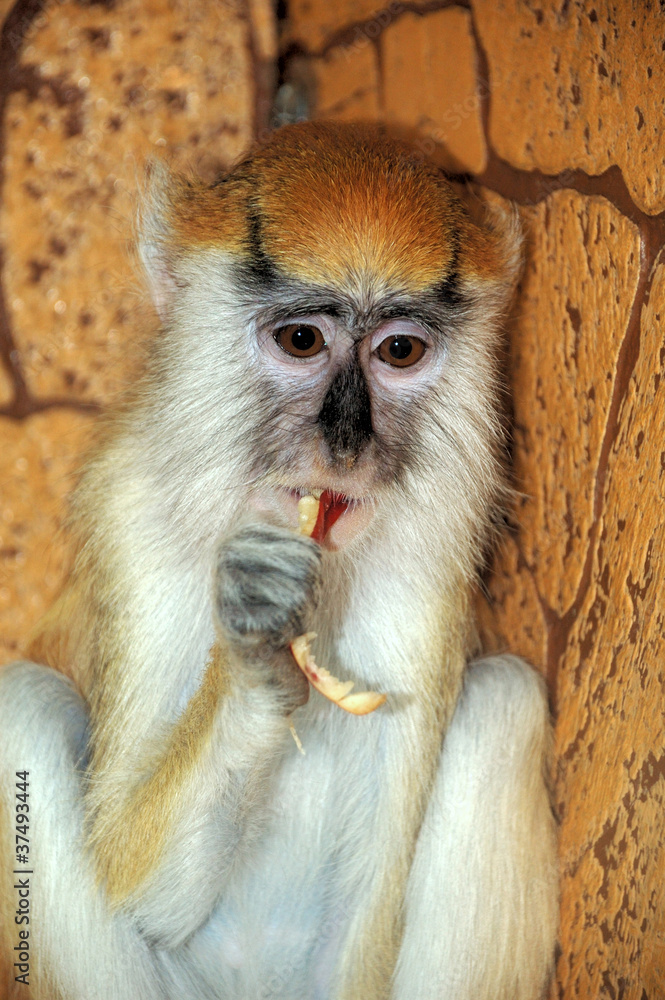 Obraz premium Monkey