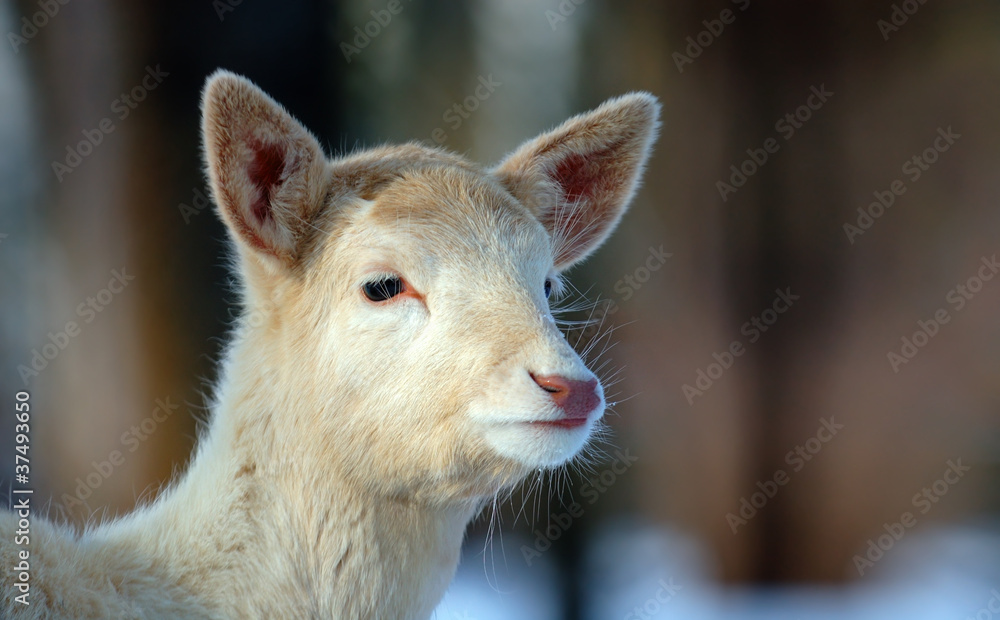 Fototapeta premium Deer