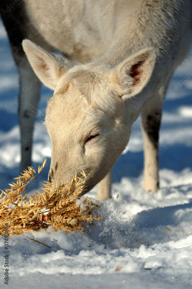 Fototapeta premium Deer
