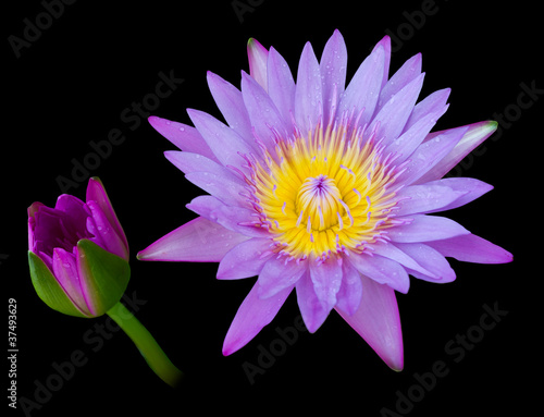Purple lotus on a black background.
