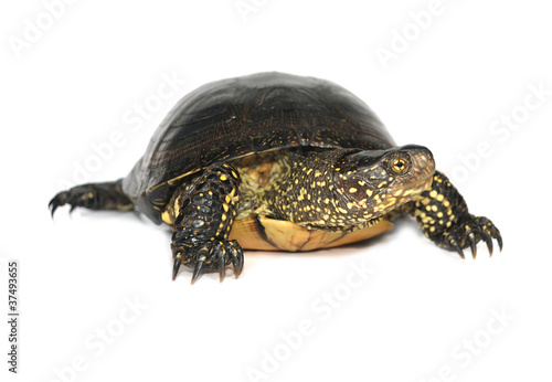 Tortoise isolated on white background