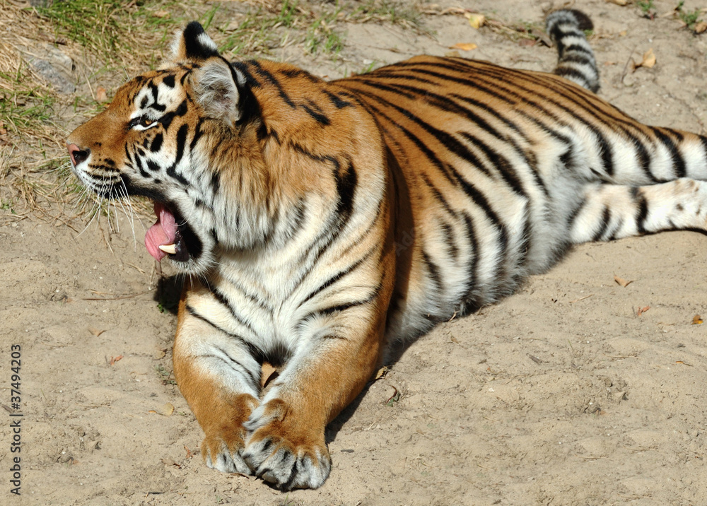 Fototapeta premium Tiger