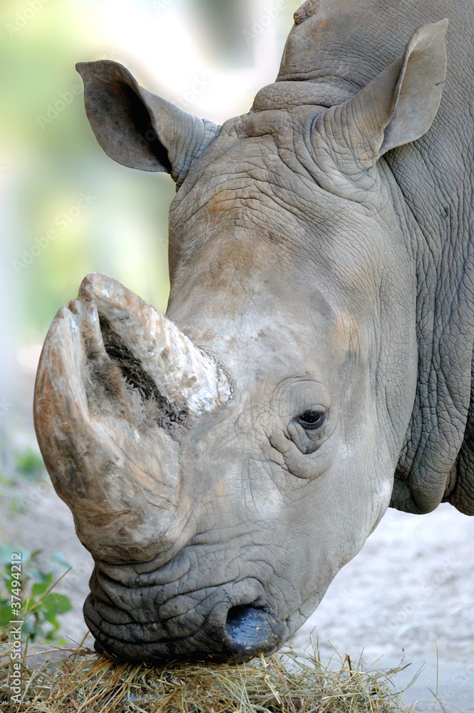 Fototapeta premium Rhinoceros