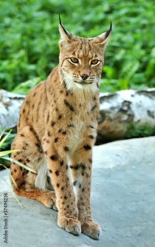 Lynx