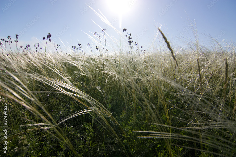 steppe in Donbass