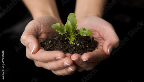 Seedling in Hands