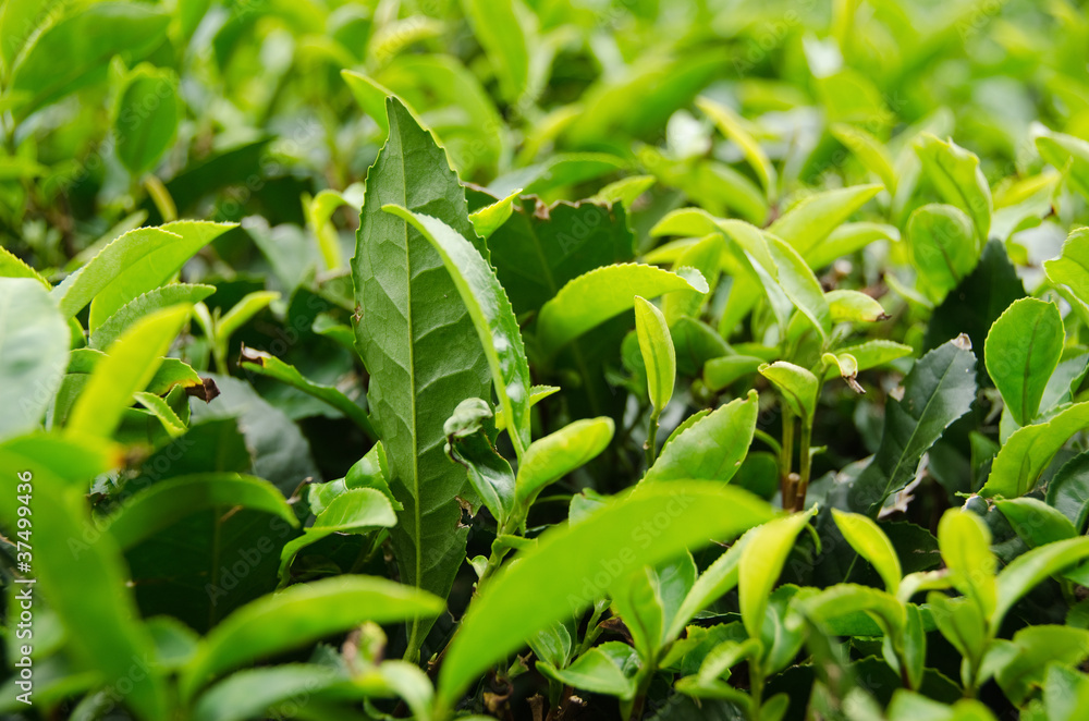 Fototapeta premium Japanese green tea plant