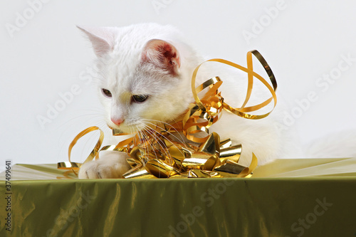 white kitten studying gift box