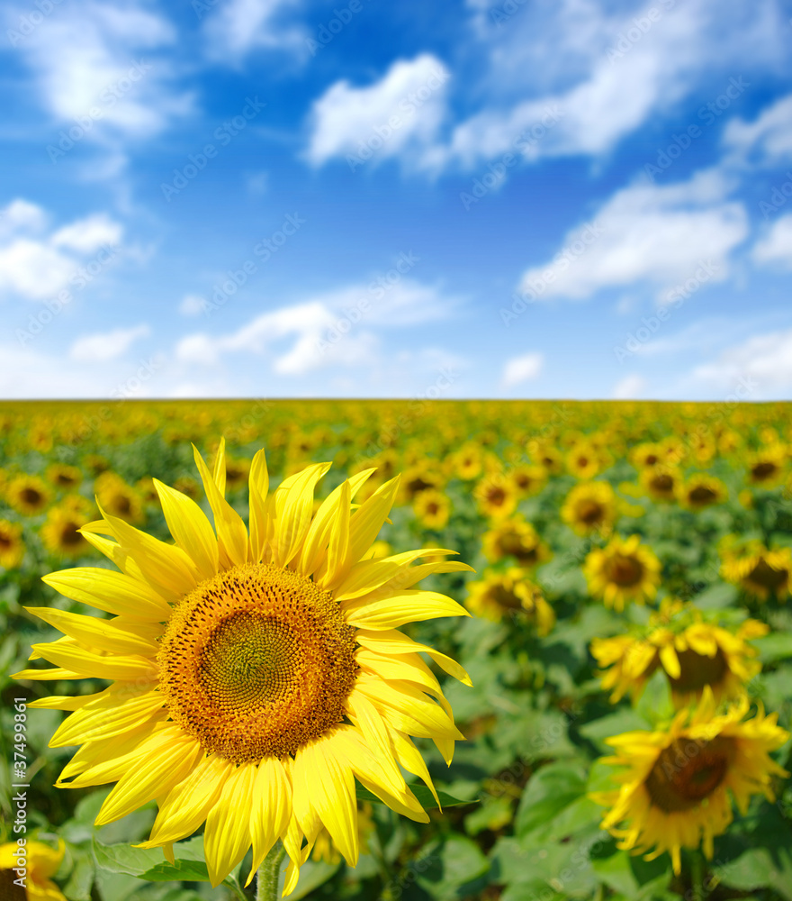 Fototapeta premium sunflowers