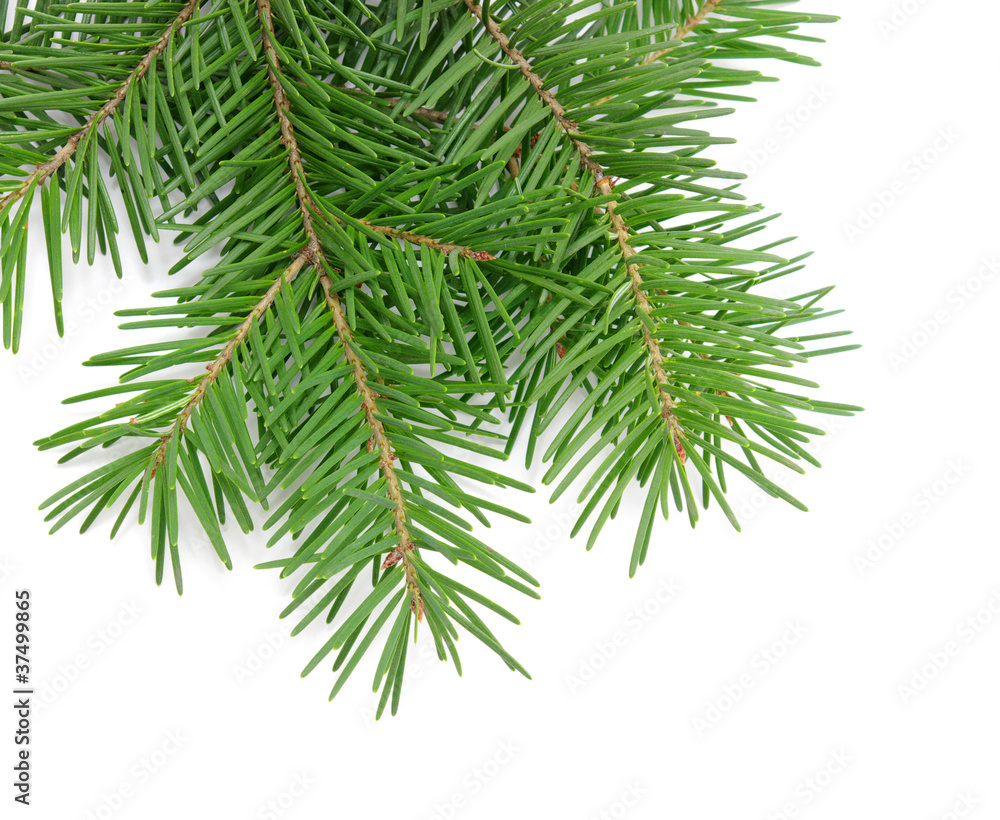 Pine branches