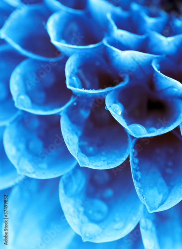 Photos Abstract petals
