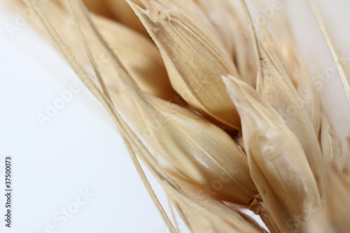 ear of wheat