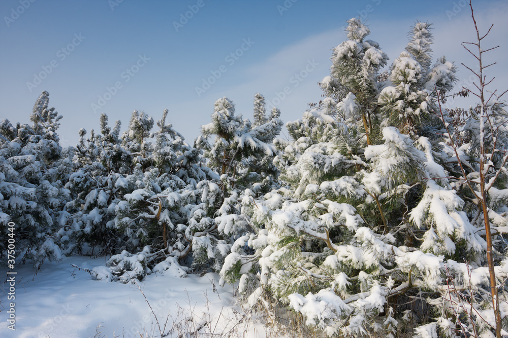 Winter Scene of Snow Covered Trees Winter Scene of Snow Covered Trees