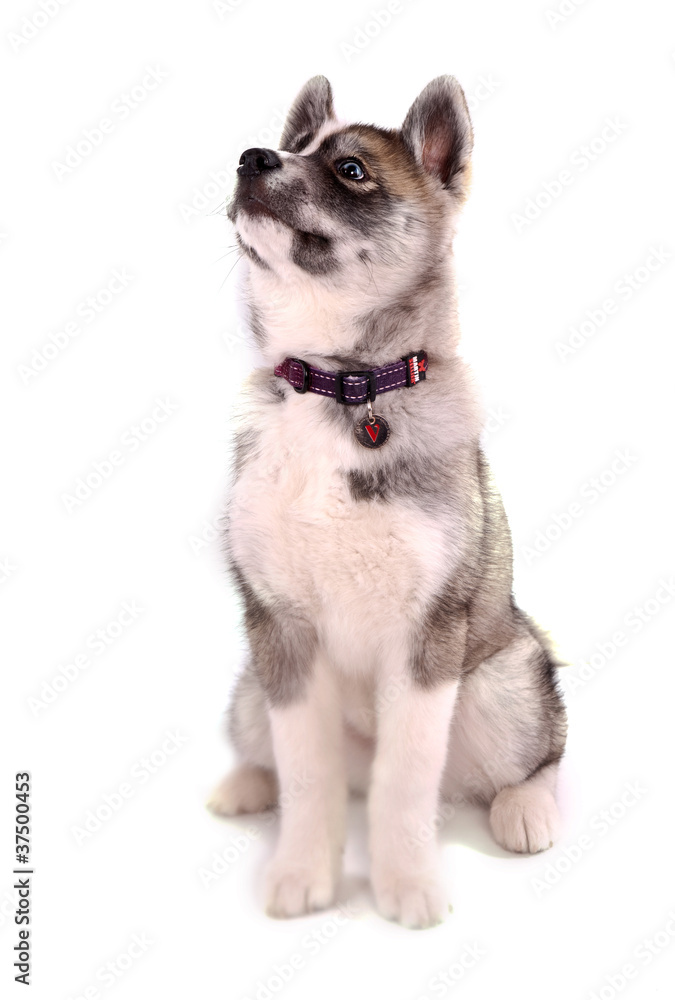 chiot husky chiot husky