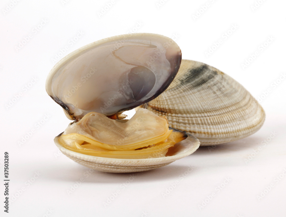 Fototapeta premium vongole veraci