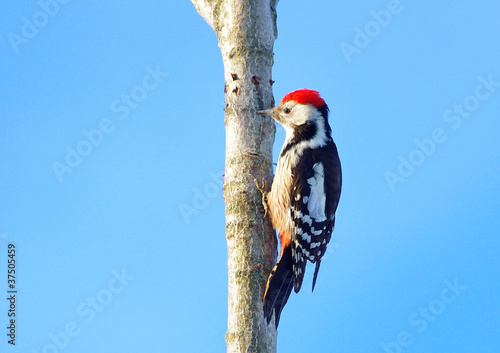 Woodpecker photo