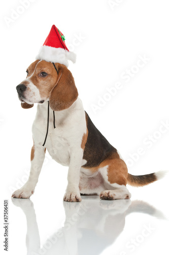 christmas beagle © Andreas Gradin
