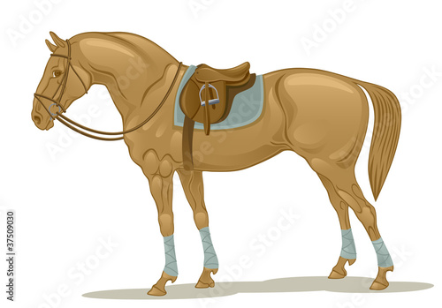 Stallion