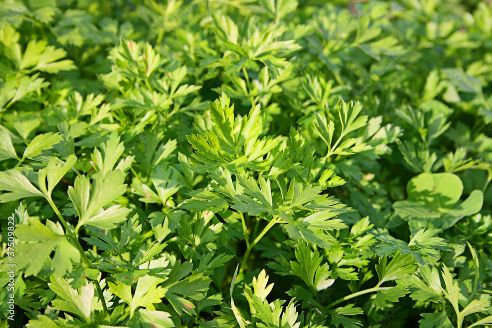 Parsley In Field Parsley In Field