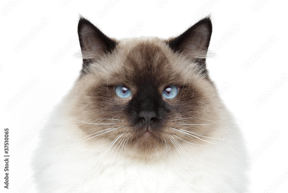Siamese cat. Close-up portrait