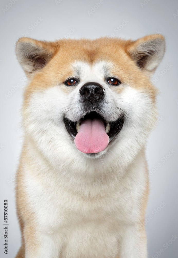 Akita inu dog close-up portrait