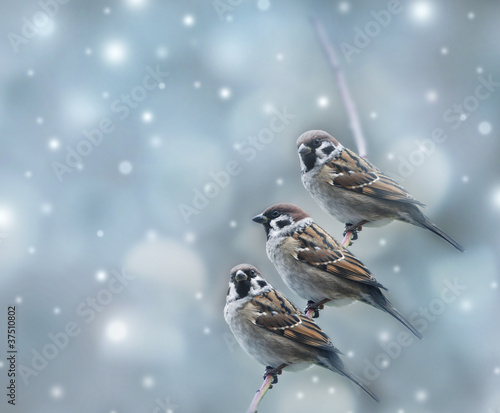 sparrows birds in the winter time © Vera Kuttelvaserova