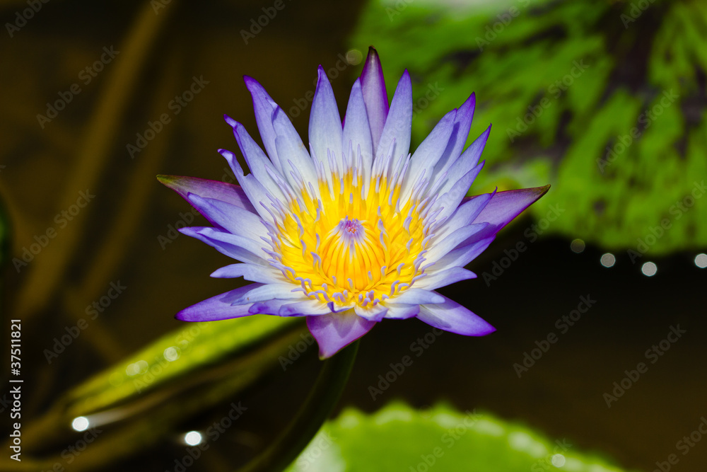 Purple Water lily in the pond Purple Water lily in the pond