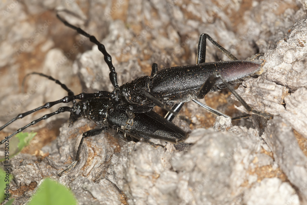 Mating pair of Great capricorn beetles, Cerambyx cerdo Mating pair of Great capricorn beetles, Cerambyx cerdo