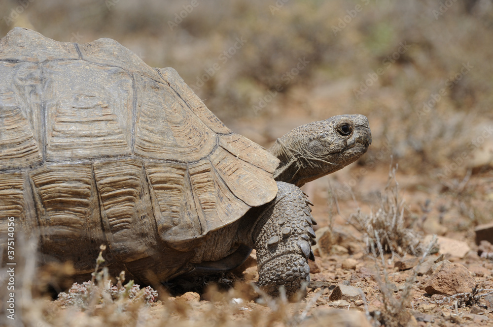 Fototapeta premium leopard tortoise