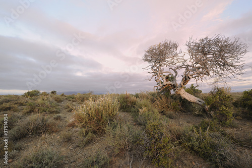 vetgat tree