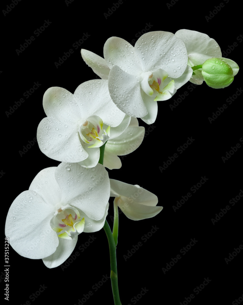 White orchid on black background White orchid on black background