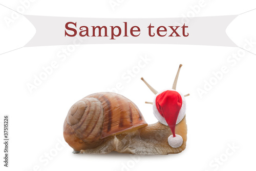 Christmas sees a snail on the wall