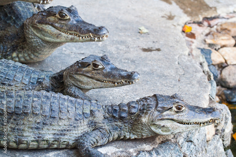 Obraz premium Young Crocodiles resting