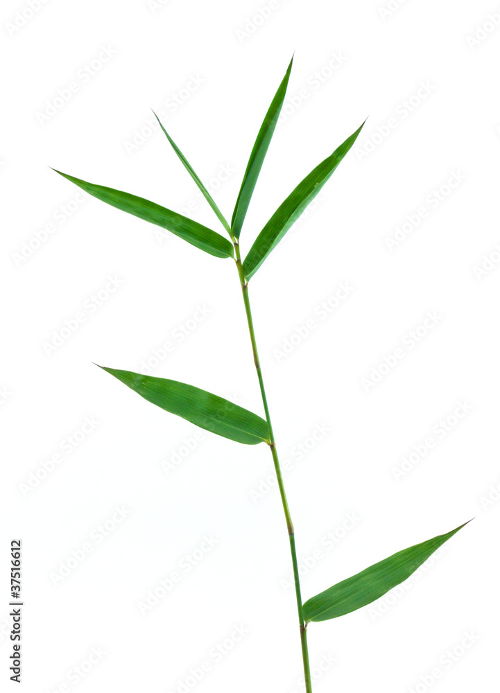 Fototapeta premium bamboo leaf