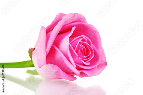 Pink rose on white background