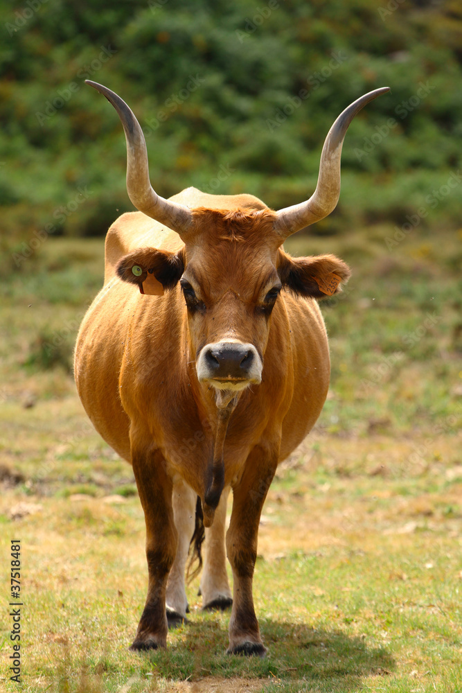 Portuguese mountain longhorn cattle Portuguese mountain longhorn cattle
