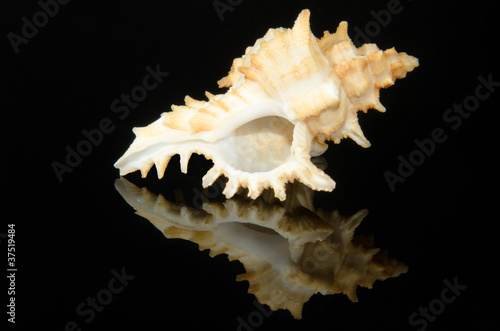 murex chicoreus