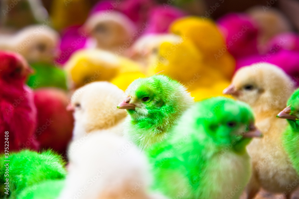 Colorful chicks