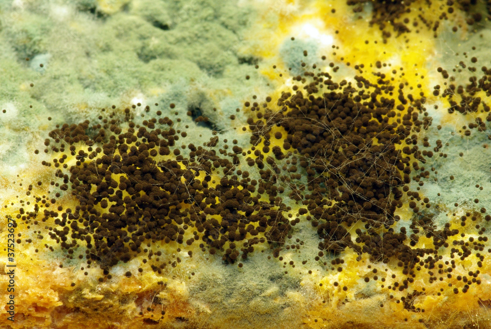 Mould on bread