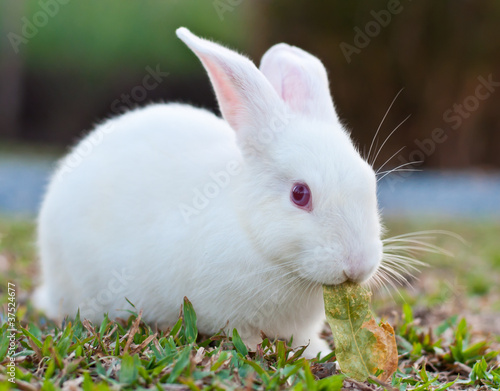 White rabbit in the farm © supakitmod