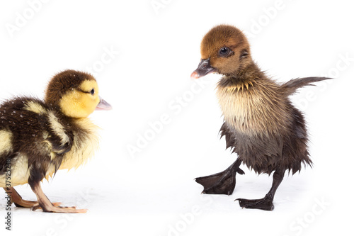 Duckling photo