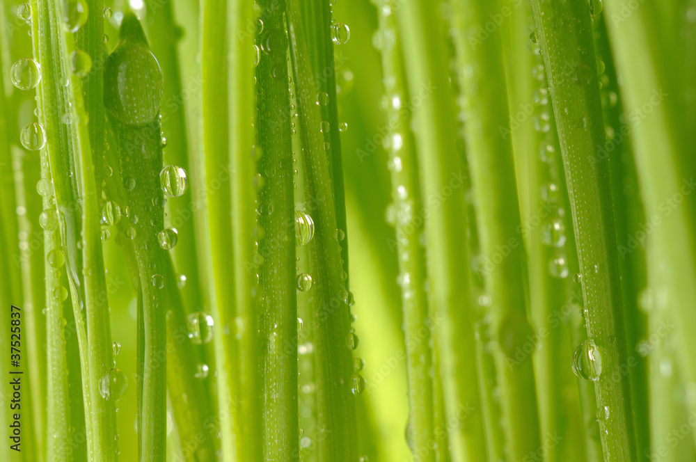 macro view of green fresh wheat morning dews macro view of green fresh wheat morning dews