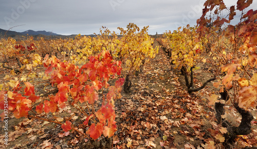 Briones (La Rioja) photo