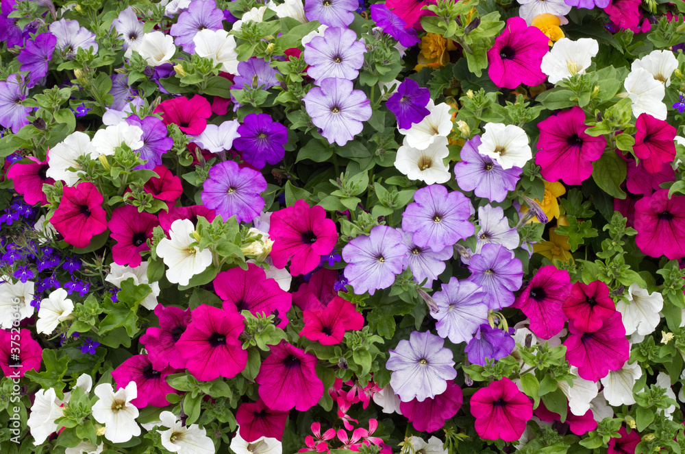 Fototapeta premium Colorful petunia flowers close up.