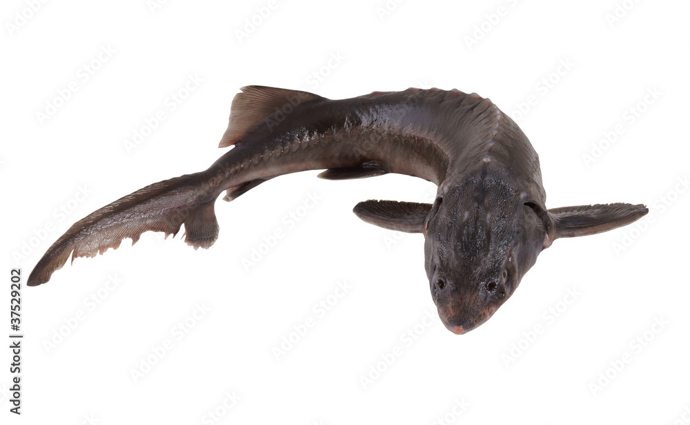 Obraz premium Fresh sterlet fish isolated on white background