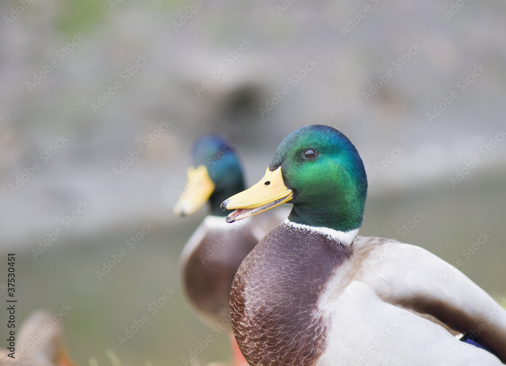 Obraz premium Mallard duck