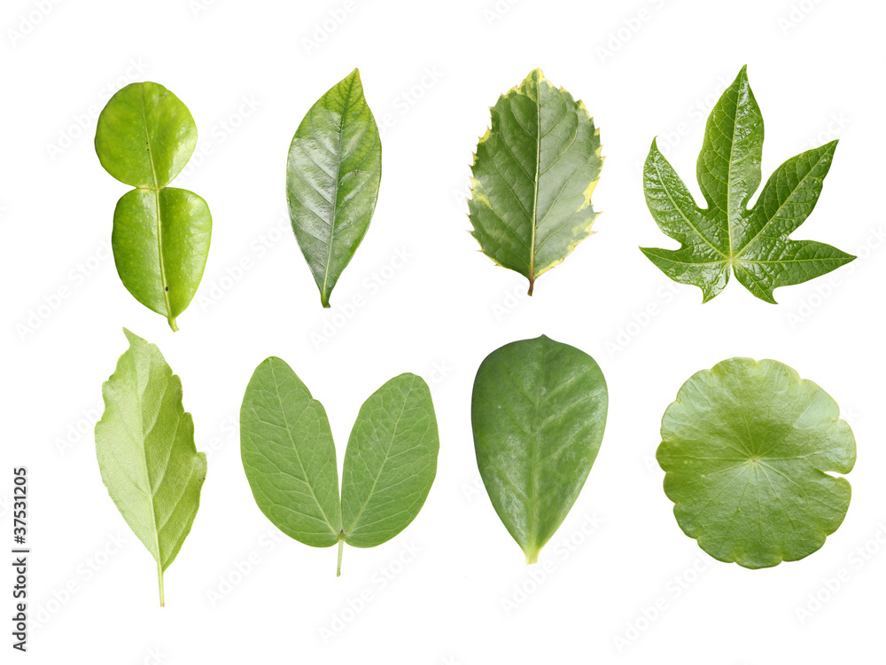 Green leave collection Green leave collection